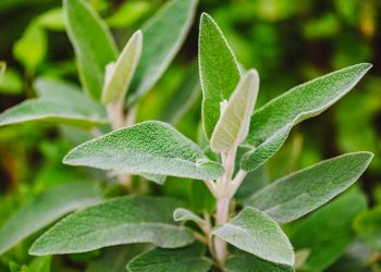 Sage