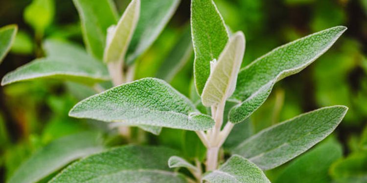 Sage