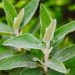 Sage