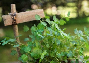 Salad burnet