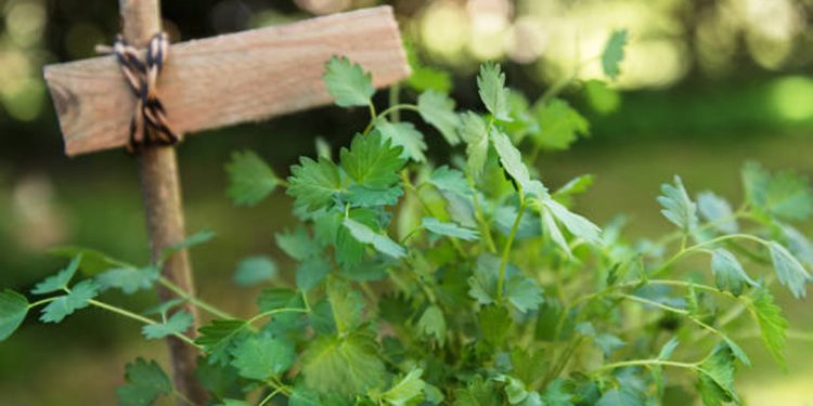 Salad burnet