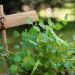 Salad burnet