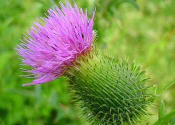 Scotch thistle