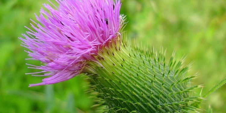 Scotch thistle