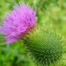 Scotch thistle