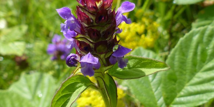 Selfheal