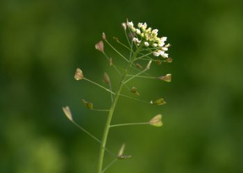 Shepherd’s purse