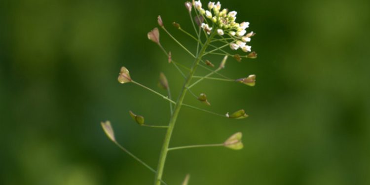 Shepherd’s purse