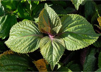 Shiso