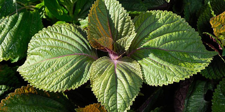 Shiso