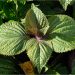 Shiso