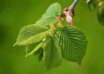 Slippery elm