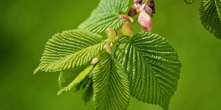 Slippery elm