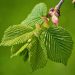 Slippery elm