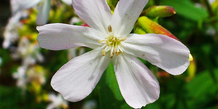 Soapwort
