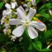Soapwort
