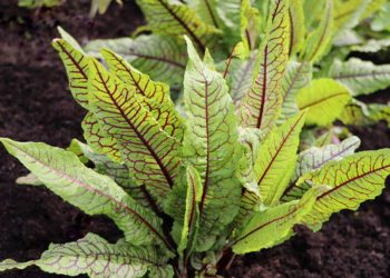 Sorrel