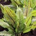 Sorrel