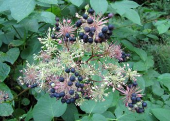 Spikenard