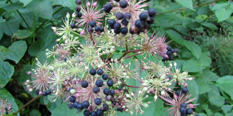 Spikenard