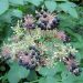 Spikenard