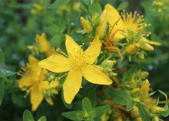 St John’s wort