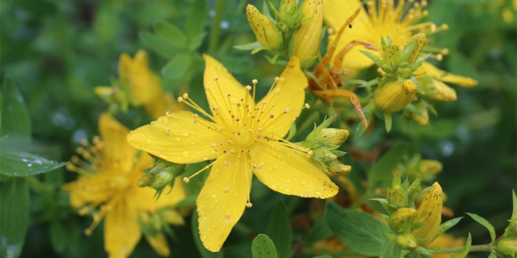 St John’s wort