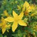 St John’s wort