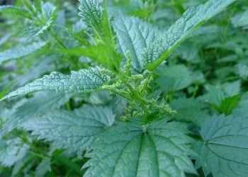 Stinging nettle