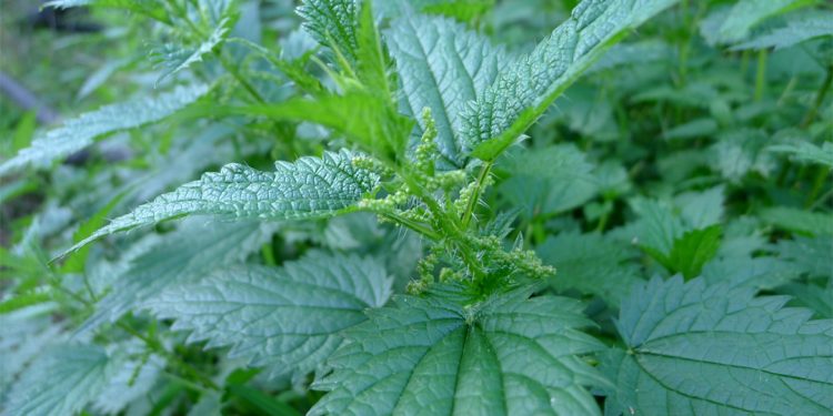 Stinging nettle