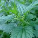Stinging nettle