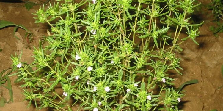 Summer savory
