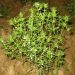 Summer savory