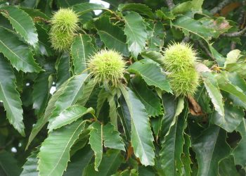 Sweet chestnut