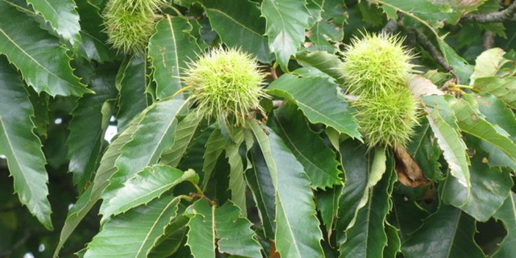 Sweet chestnut