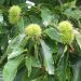 Sweet chestnut