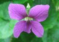 Sweet violet