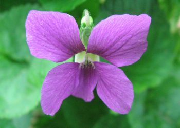 Sweet violet