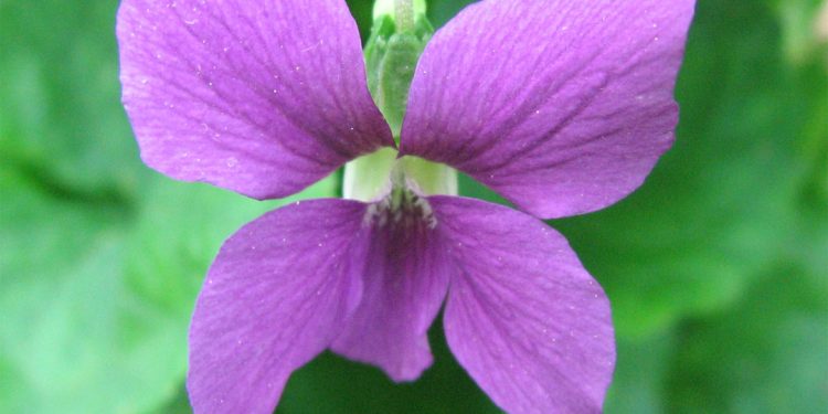 Sweet violet