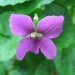 Sweet violet
