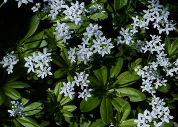 Sweet woodruff