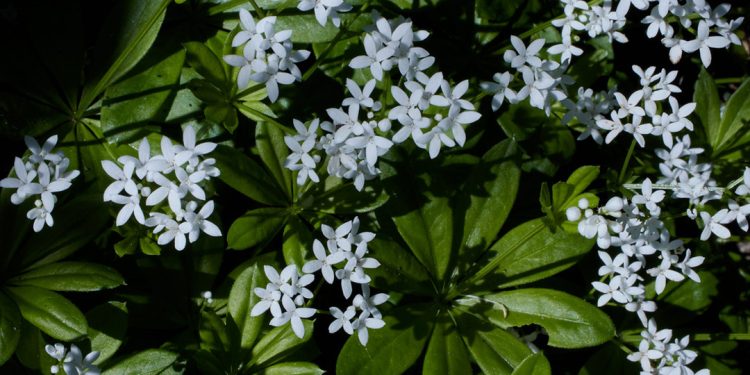 Sweet woodruff