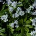 Sweet woodruff