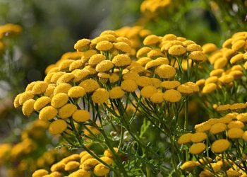 Tansy