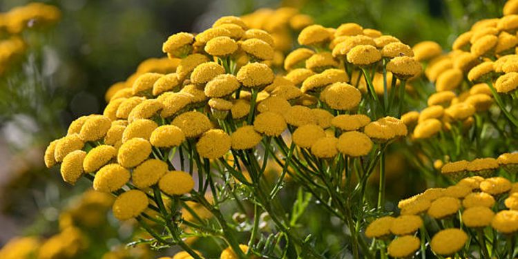 Tansy