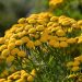 Tansy