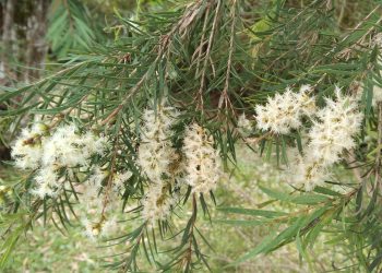 Tea-tree