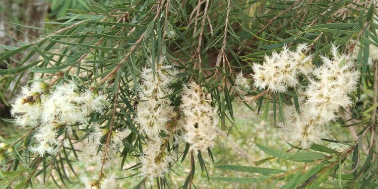 Tea-tree – Plants