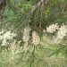 Tea-tree