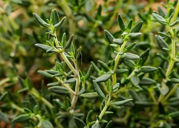 Thyme